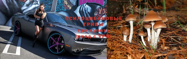 крисы Баксан